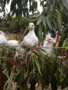 chickens in a sapote tree