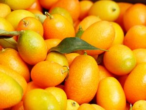 Organic Kumquats (3 pounds) - Morning Song Farm